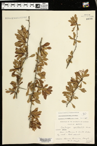 Crataegus spathulata image