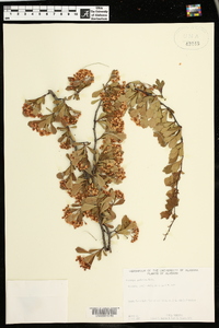 Crataegus spathulata image