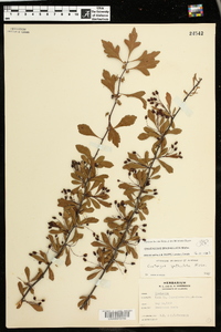 Crataegus spathulata image