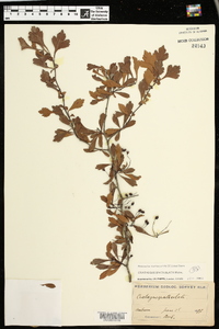 Crataegus spathulata image