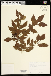 Crataegus viridis image