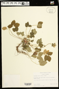 Potentilla indica image