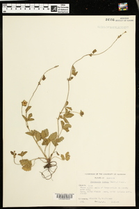 Potentilla indica image