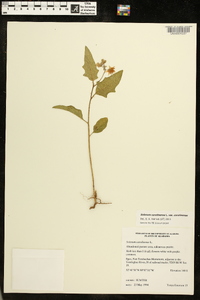 Solanum carolinense var. carolinense image