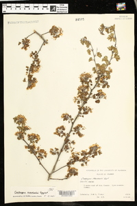 Crataegus marshallii image