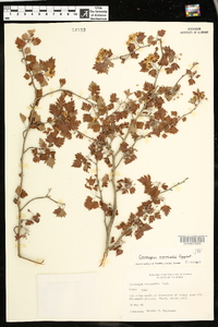 Crataegus marshallii image