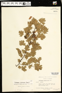 Crataegus marshallii image