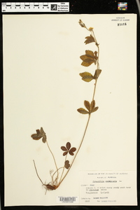 Potentilla canadensis image