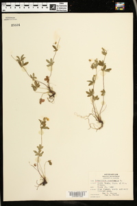 Potentilla canadensis image