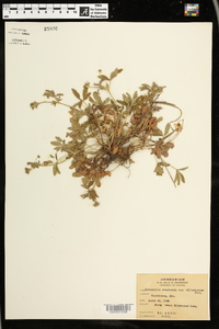 Potentilla canadensis image