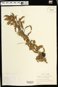 Prunus angustifolia image