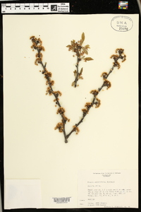 Prunus angustifolia image