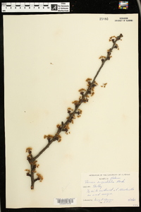 Prunus angustifolia image