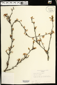 Prunus angustifolia image