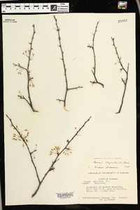 Prunus angustifolia image