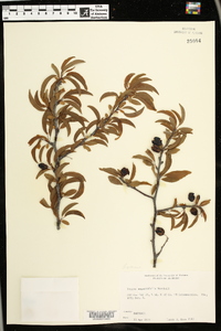 Prunus angustifolia image