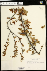 Malus angustifolia image