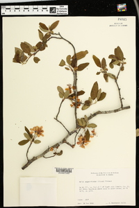 Malus angustifolia image