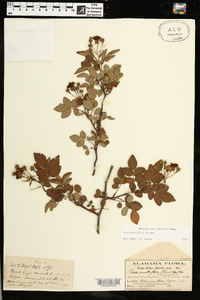 Rosa multiflora image