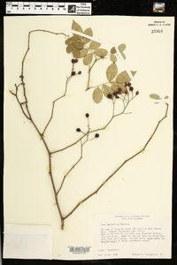 Rosa multiflora image