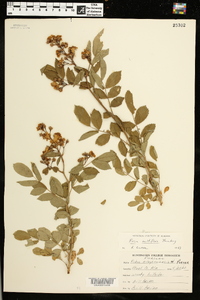 Rosa multiflora image