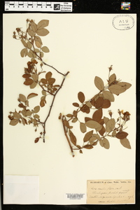 Rosa multiflora image