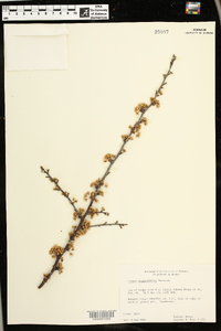 Prunus angustifolia image