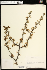 Prunus angustifolia image