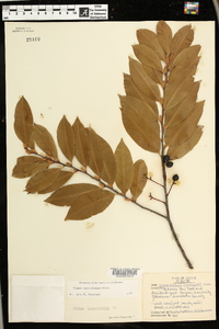 Prunus caroliniana image