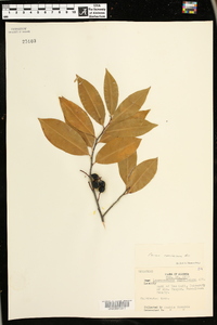 Prunus caroliniana image