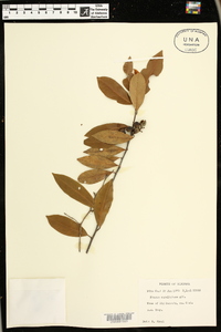 Prunus caroliniana image