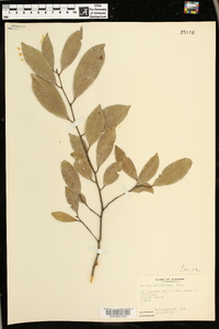 Prunus caroliniana image