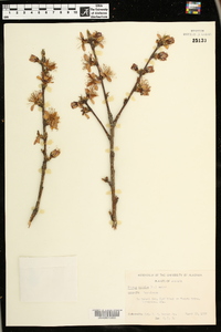 Prunus persica image