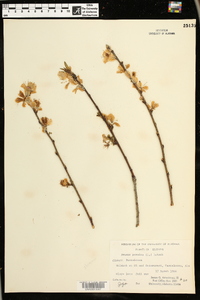 Prunus persica image