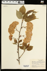 Prunus serrulata image