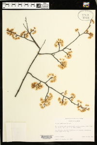 Prunus umbellata image