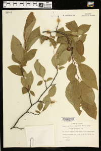 Prunus umbellata image