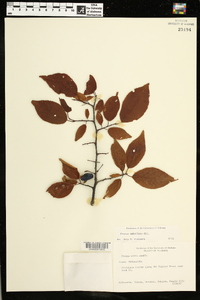 Prunus umbellata image