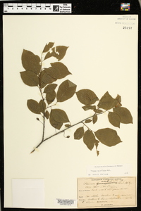 Prunus umbellata image