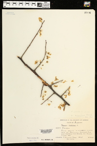 Prunus umbellata image