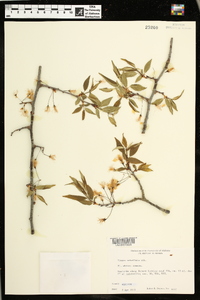 Prunus umbellata image