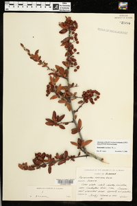 Pyracantha coccinea image