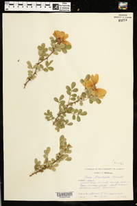 Rosa bracteata image