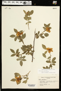 Rosa carolina subsp. carolina image