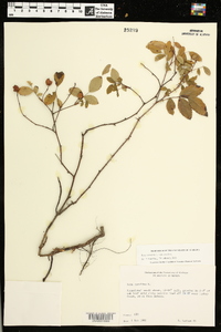 Rosa carolina subsp. carolina image