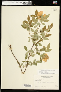 Rosa carolina subsp. carolina image