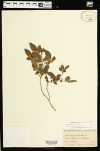 Rosa carolina subsp. carolina image