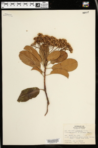 Photinia serrulata image