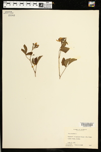 Rubus trivialis image