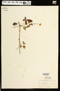 Rubus trivialis image